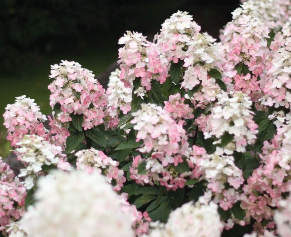 Гортензия метельчатая Пинк Леди